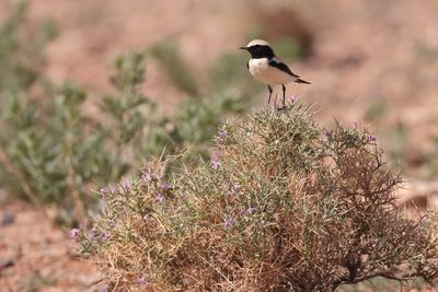 desert wheatear (Oenanthe deserti)