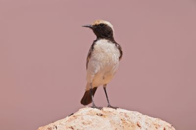 Red-rumped Wheatear (Oenanthe moesta)