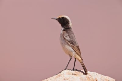 Red-rumped Wheatear (Oenanthe moesta)