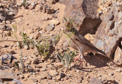  Trumpeter finch (Bucanetes githagineus)