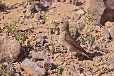  Trumpeter finch (Bucanetes githagineus)