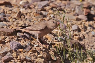  Trumpeter finch (Bucanetes githagineus)