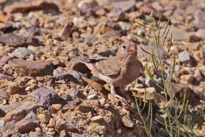  Trumpeter finch (Bucanetes githagineus)