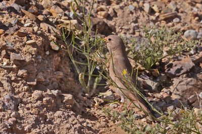  Trumpeter finch (Bucanetes githagineus)