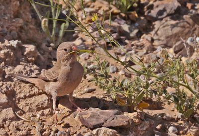  Trumpeter finch (Bucanetes githagineus)