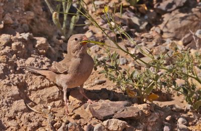  Trumpeter finch (Bucanetes githagineus)