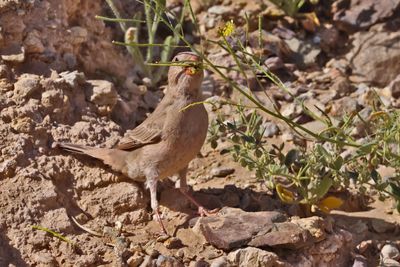  Trumpeter finch (Bucanetes githagineus)