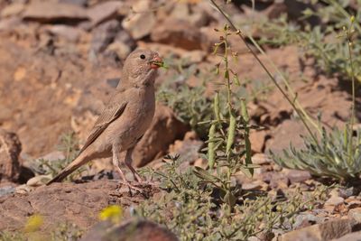  Trumpeter finch (Bucanetes githagineus)