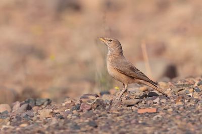 Desert lark (Ammomanes deserti) 