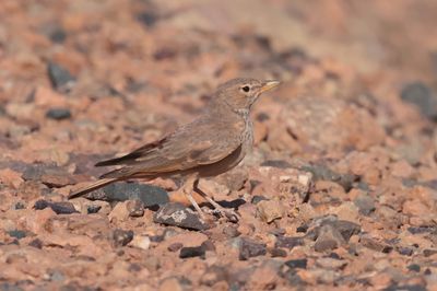 Desert lark (Ammomanes deserti) 