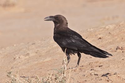  Brown-necked raven (Corvus ruficollis)