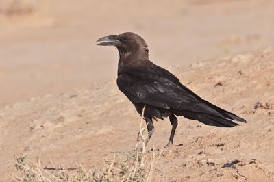 Brown-necked raven