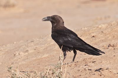  Brown-necked raven (Corvus ruficollis)