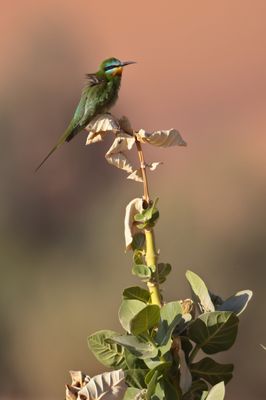 African green bee-eater (Merops viridissimus)