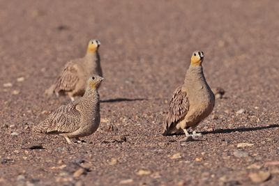 Crowned sandgrouse