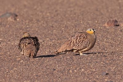 Crowned sandgrouse (Pterocles coronatus)