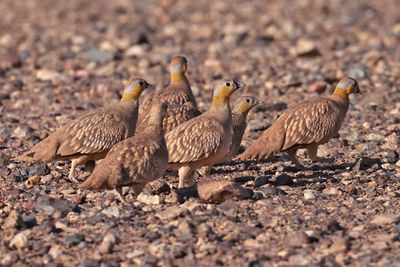 Crowned sandgrouse (Pterocles coronatus)