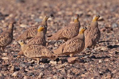 Crowned sandgrouse (Pterocles coronatus)