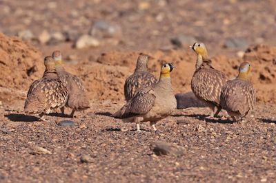 crowned sandgrouse (Pterocles coronatus)