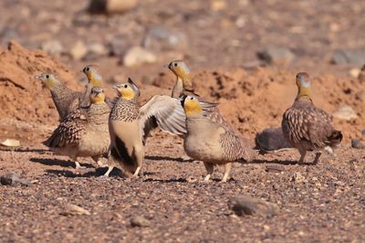 crowned sandgrouse (Pterocles coronatus) and spotted sandgrouse (Pterocles senegallus) 