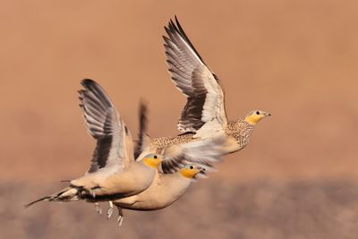 Spotted sandgrouse
