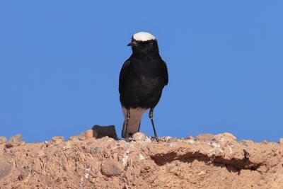 white-crowned wheatear (Oenanthe leucopyga)