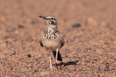 hoopoe lark (Alaemon alaudipes)