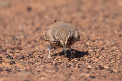 hoopoe lark (Alaemon alaudipes)