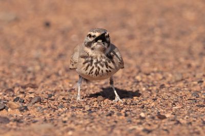 hoopoe lark (Alaemon alaudipes)