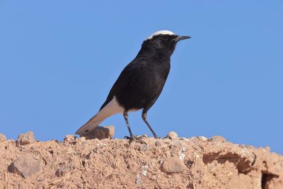 White-crowned wheatear