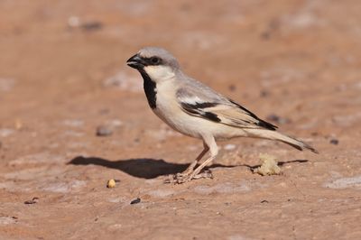 desert sparrow (Passer simplex)