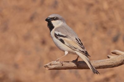 desert sparrow (Passer simplex)