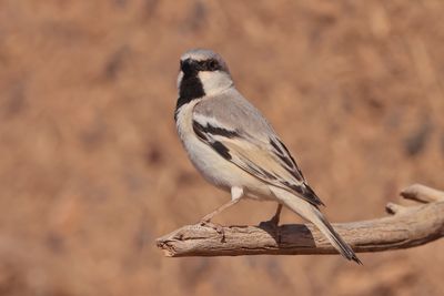 desert sparrow (Passer simplex)