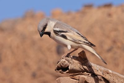 desert sparrow (Passer simplex)