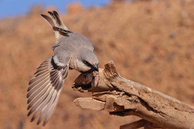 desert sparrow (Passer simplex)