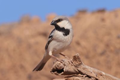 desert sparrow (Passer simplex)