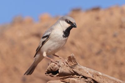 desert sparrow (Passer simplex)