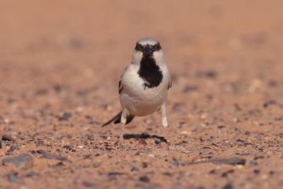 desert sparrow (Passer simplex)