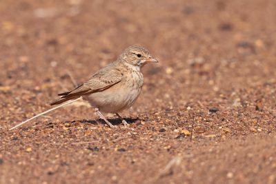 bar-tailed lark (Ammomanes cinctura)