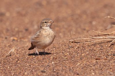 bar-tailed lark (Ammomanes cinctura)