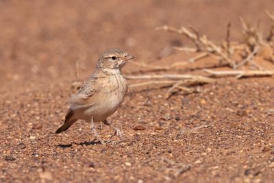 bar-tailed lark (Ammomanes cinctura)
