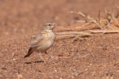 bar-tailed lark (Ammomanes cinctura)