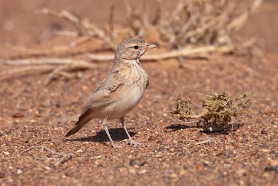 bar-tailed lark (Ammomanes cinctura)