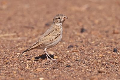 bar-tailed lark (Ammomanes cinctura)