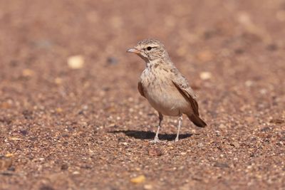 bar-tailed lark (Ammomanes cinctura)