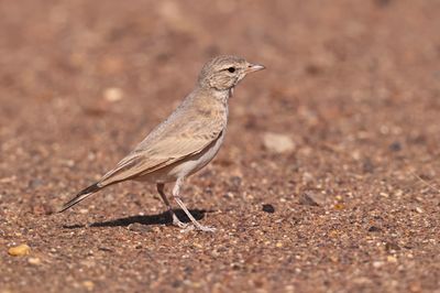 bar-tailed lark (Ammomanes cinctura)
