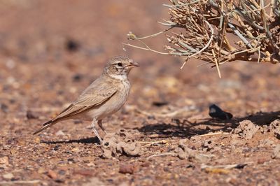 bar-tailed lark (Ammomanes cinctura)