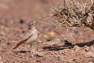 bar-tailed lark (Ammomanes cinctura)