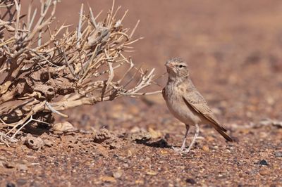 bar-tailed lark (Ammomanes cinctura)