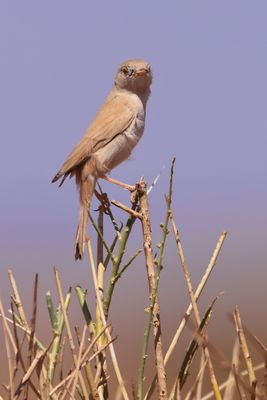 African desert warbler (Sylvia deserti)